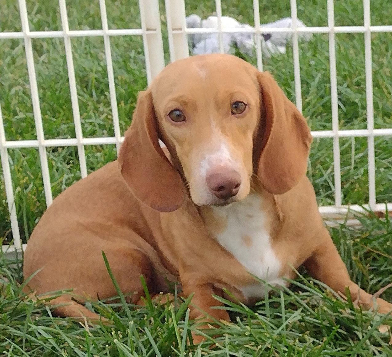 Enlarge Seymour, a Adopted Dachshund in Sioux Falls, SD image 2/2