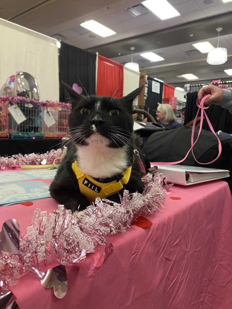 Sylvester, a Adoptable Domestic Short Hair in Dayton, OH image 1/6