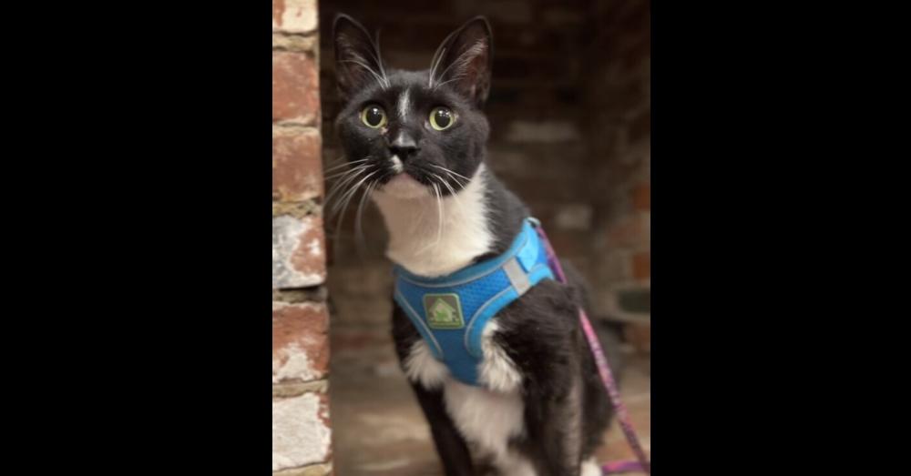 Sylvester, a Adoptable Domestic Short Hair in Dayton, OH image 2/6