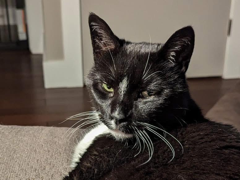 Sylvester, a Adoptable Domestic Short Hair in Dayton, OH image 3/6