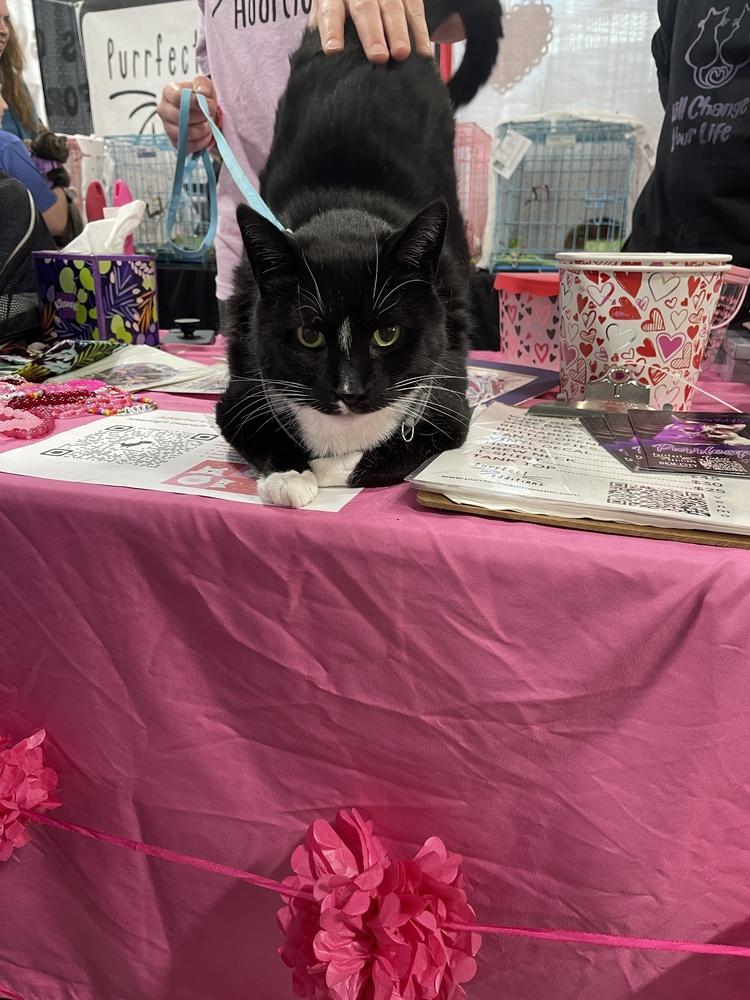 Sylvester, a Adoptable Domestic Short Hair in Dayton, OH image 4/6