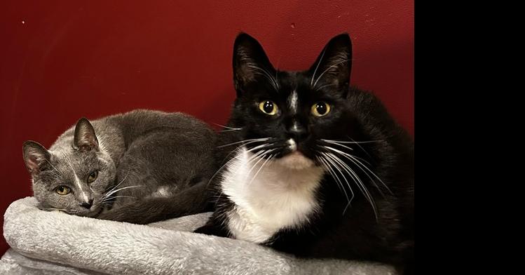 Sylvester, a Adoptable Domestic Short Hair in Dayton, OH image 5/6