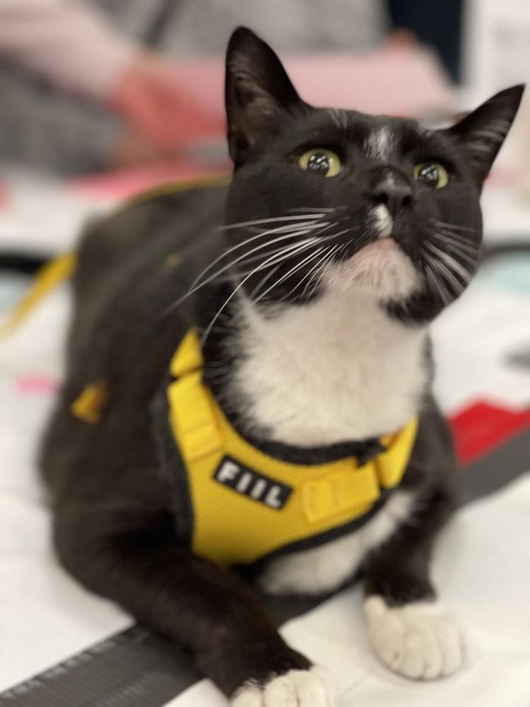 Sylvester, a Adoptable Domestic Short Hair in Dayton, OH image 6/6