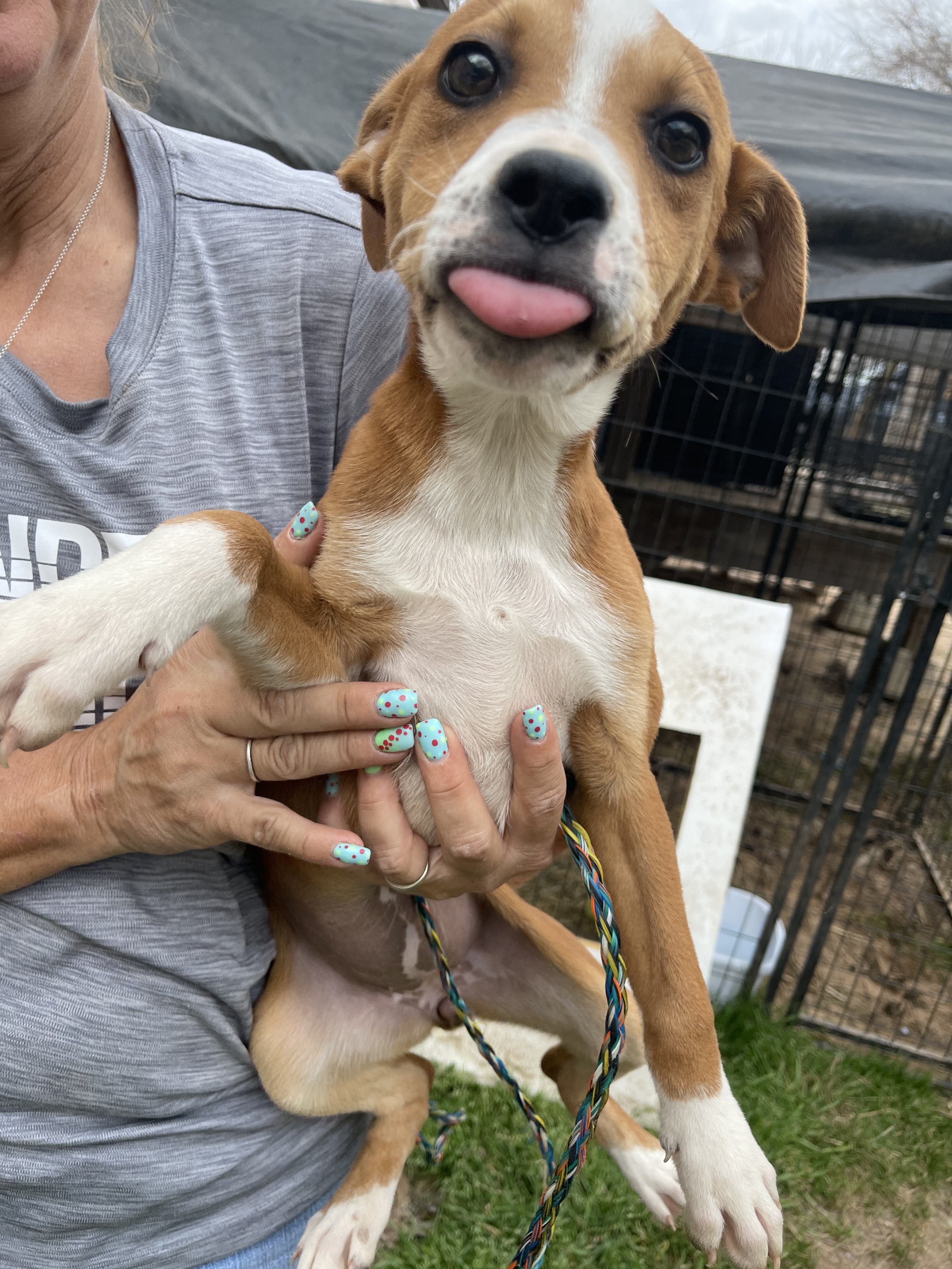 Caramel, Adopted, Puppy Female Labrador Retriever & Mixed Breed.