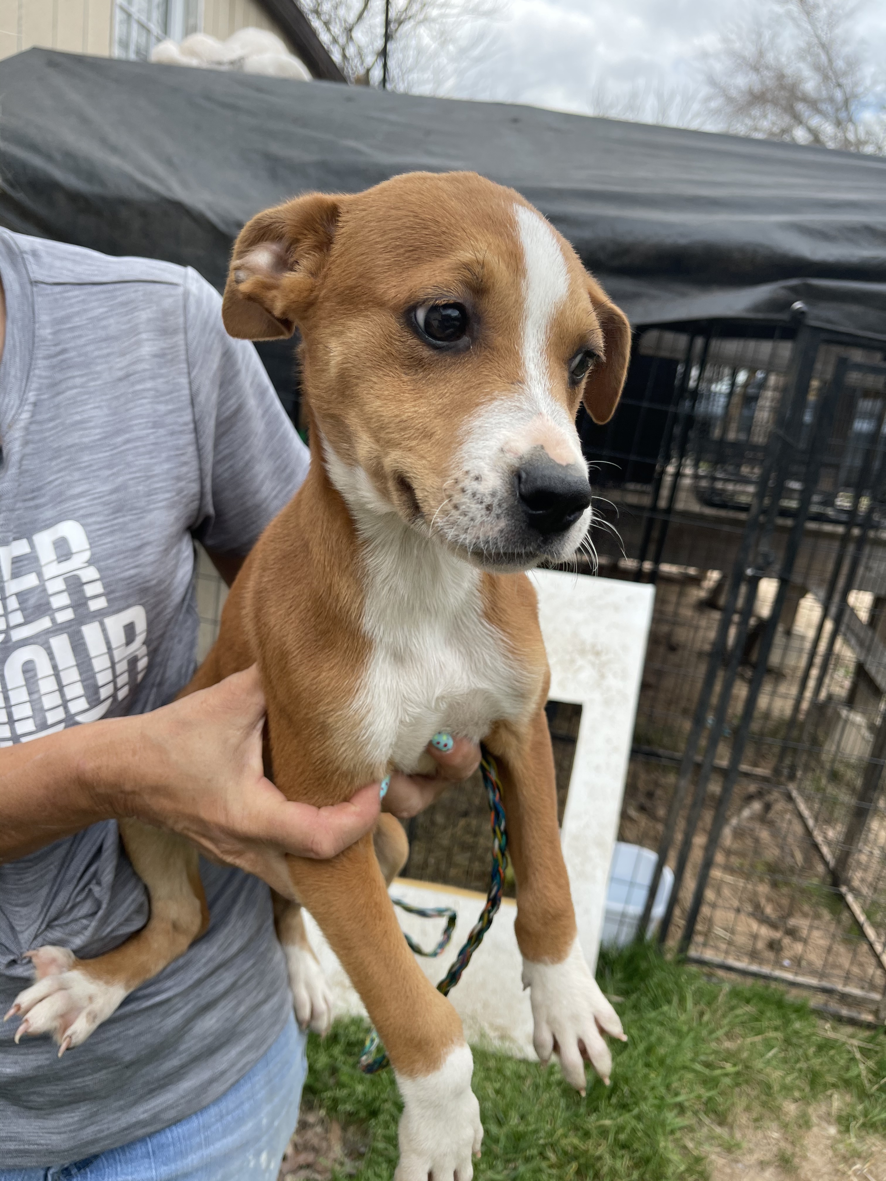 Enlarge Caramel, a Adopted mixed breed in Caldwell, TX image 2/6