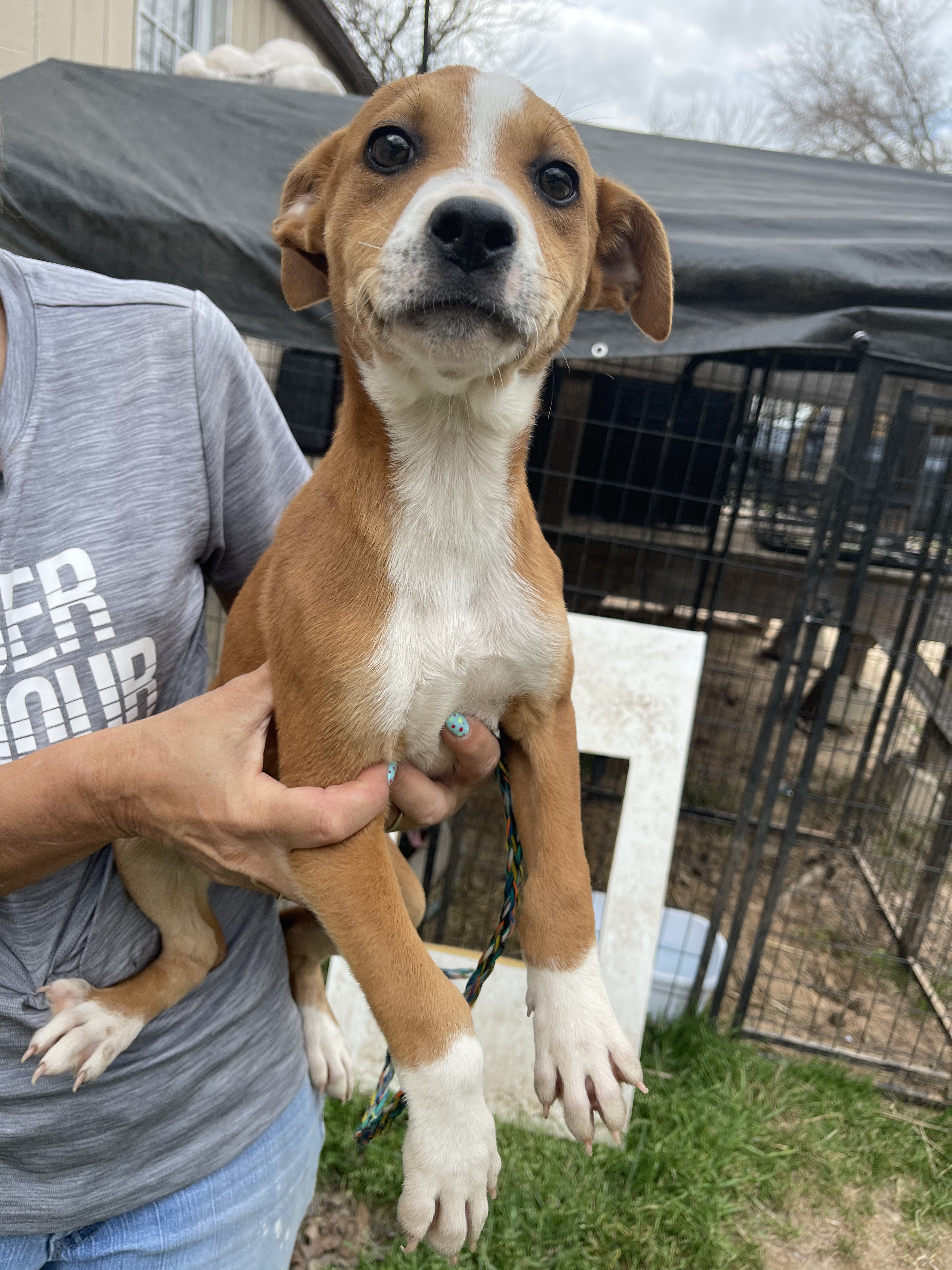 Enlarge Caramel, a Adopted mixed breed in Caldwell, TX image 3/6