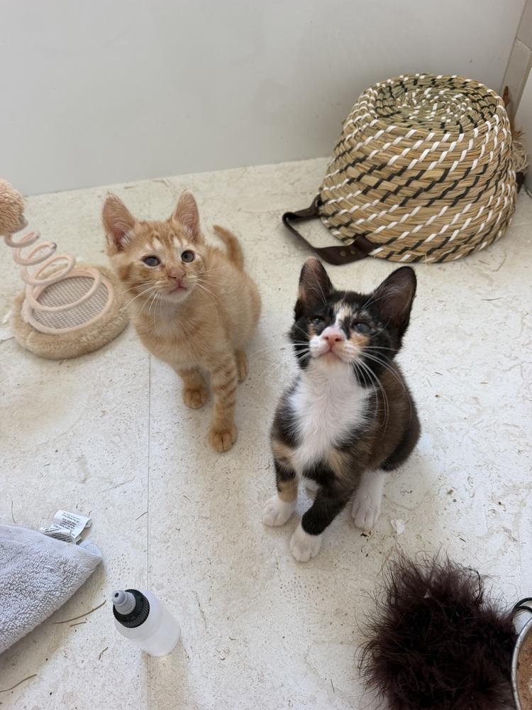 Duke Fluffernutter, Adoptable, Kitten Male Domestic Short Hair.