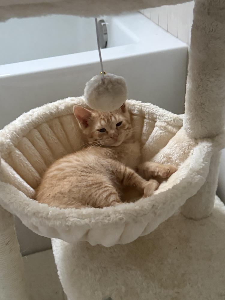 Enlarge Duke Fluffernutter, a Adoptable Domestic Short Hair in Saint Augustine, FL image 2/2