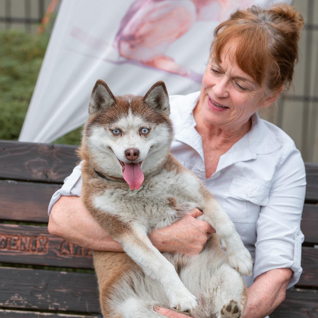Wiggly, adopted, Adult Female Pomsky.