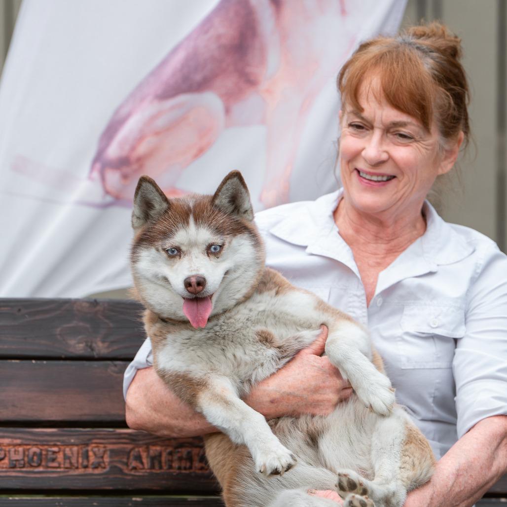 Wiggly, an adopted Pomsky in Chester Springs, PA image 3/3