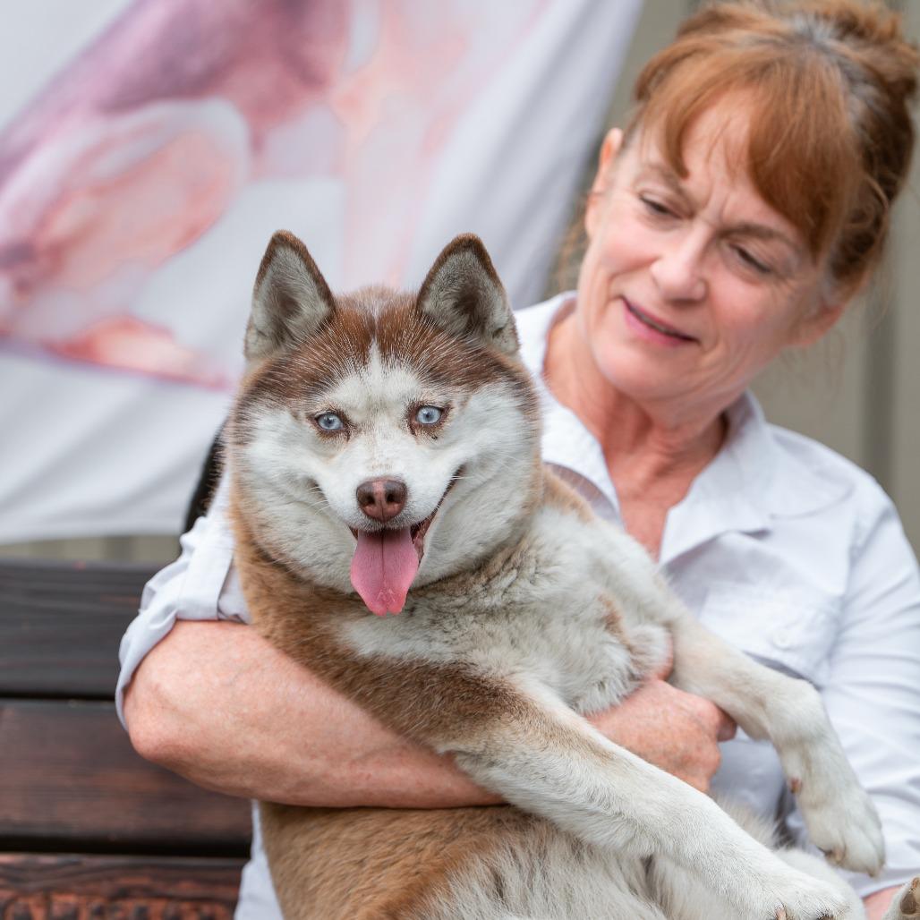 Wiggly, an adopted Pomsky in Chester Springs, PA image 2/3