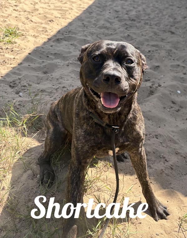 Shortcake, ADOPTABLE, Adult Female American Bulldog & Terrier.