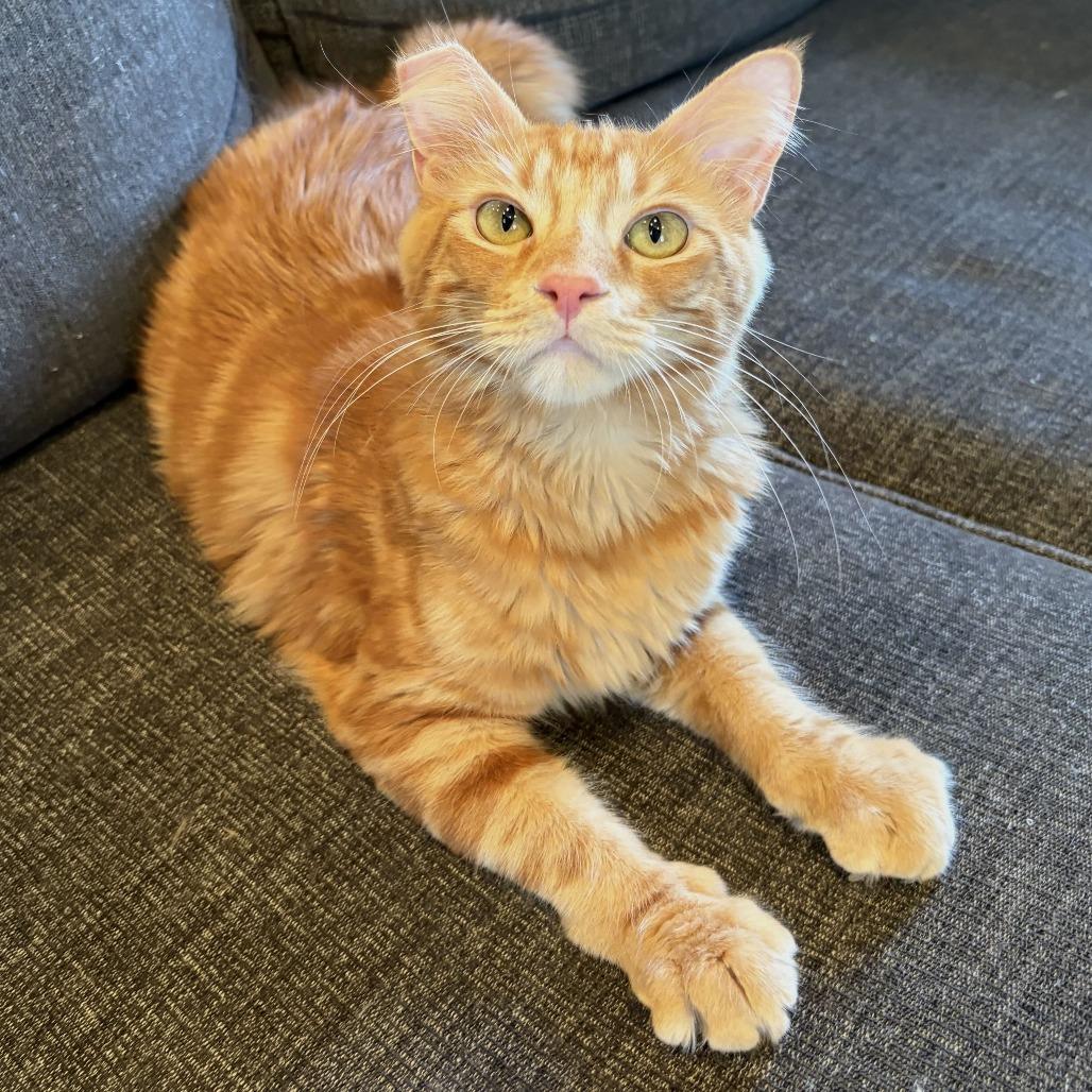 Rumplestiltskin, Adoptable, Young Male Domestic Medium Hair & Domestic Short Hair.