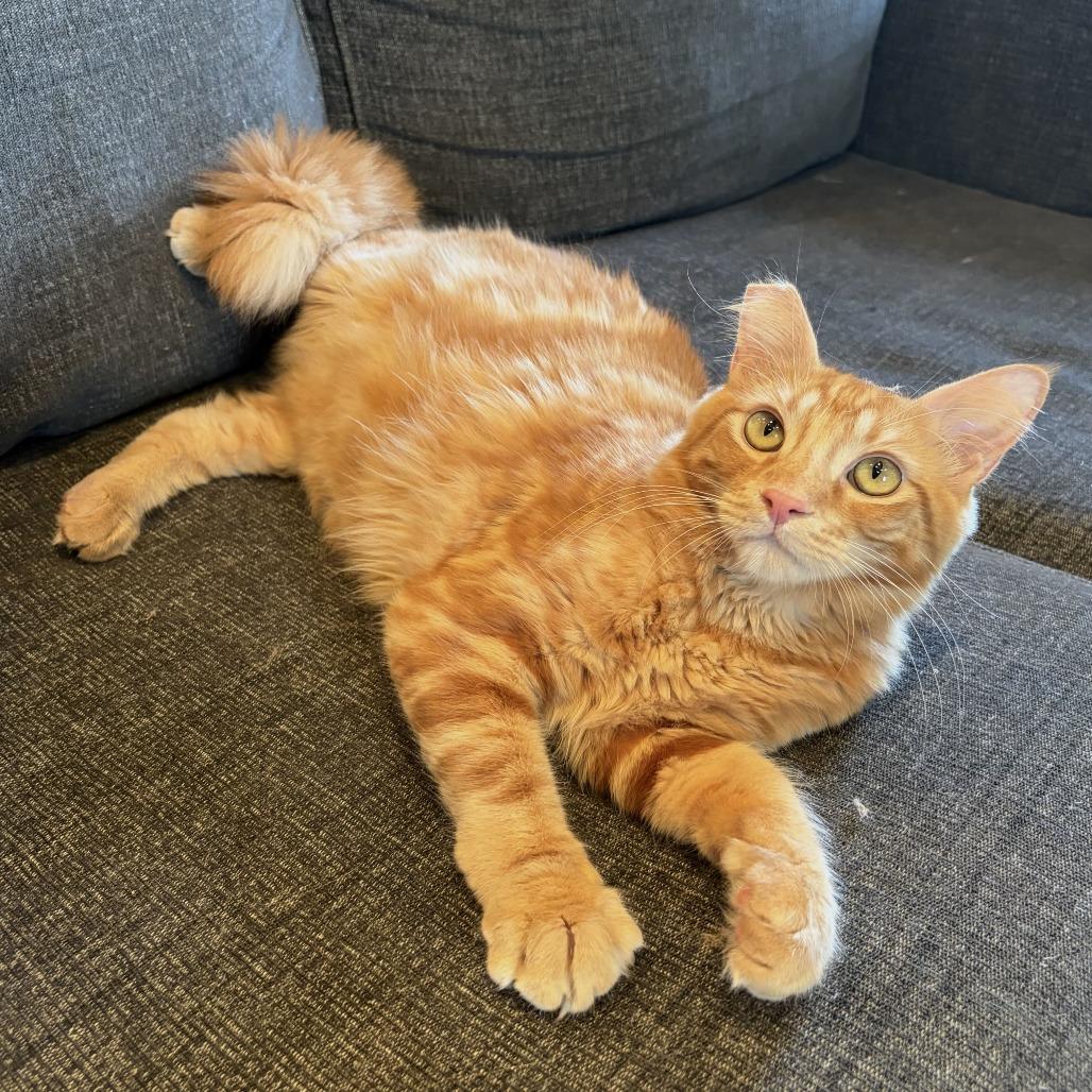 Enlarge Rumplestiltskin, a Adoptable mixed breed in Costa Mesa, CA image 2/6