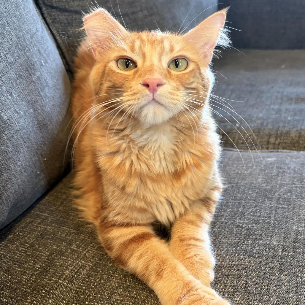 Enlarge Rumplestiltskin, a Adoptable mixed breed in Costa Mesa, CA image 4/6