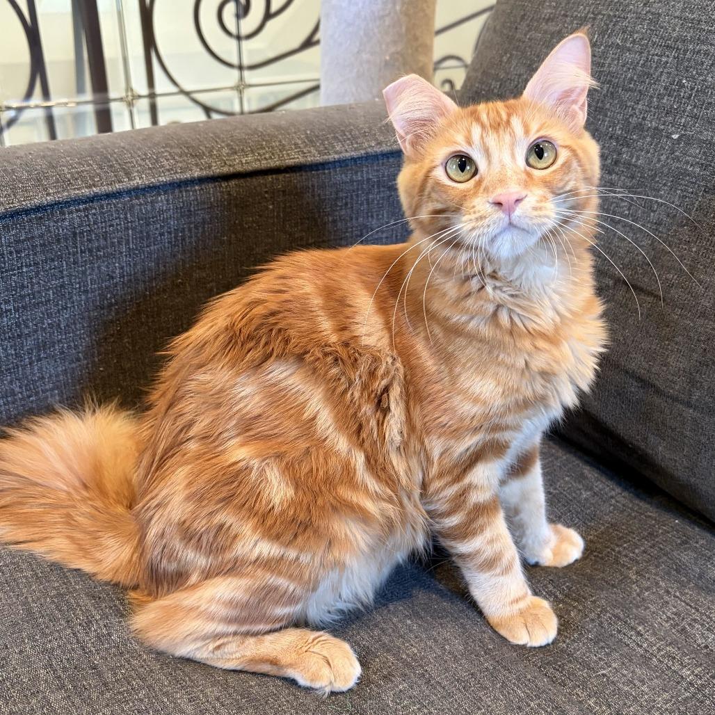 Enlarge Rumplestiltskin, a Adoptable mixed breed in Costa Mesa, CA image 5/6