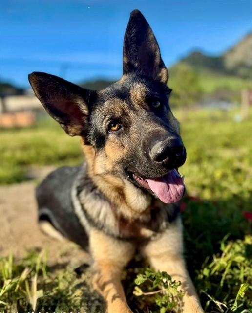 ORWELL, Adoptable, Adult Male German Shepherd Dog & Belgian Shepherd / Malinois.