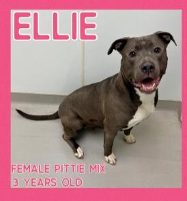 Ellie, ADOPTABLE, Adult Female Pit Bull Terrier.