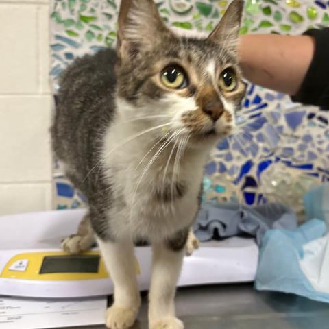 SUZIE, Adoptable, Senior Female Domestic Short Hair.