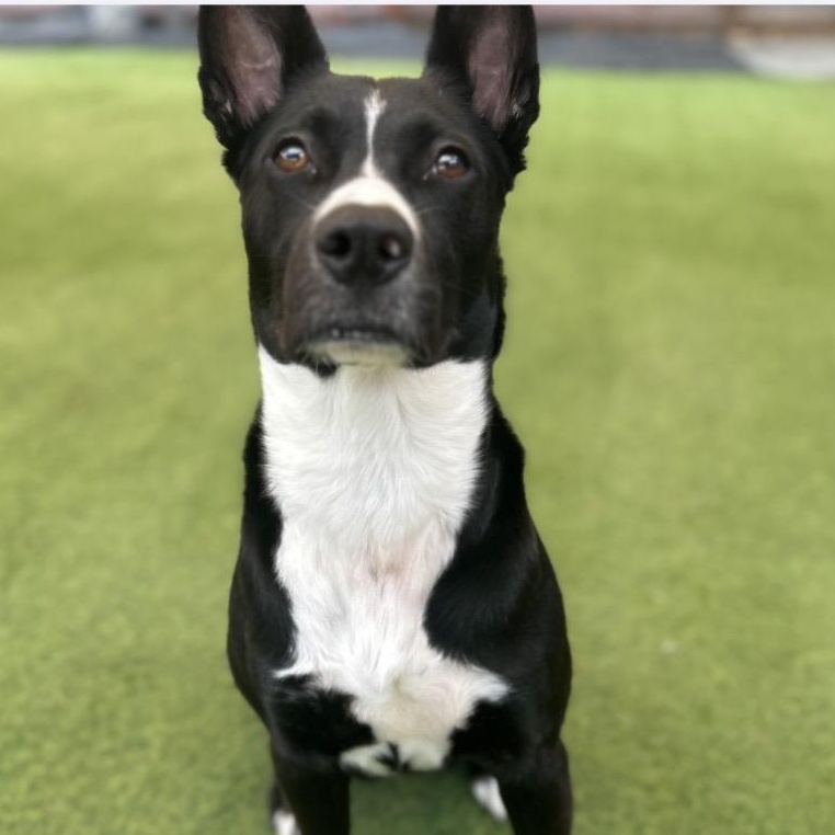 Enlarge Nova, a Adoptable mixed breed in Smithton, PA image 2/6