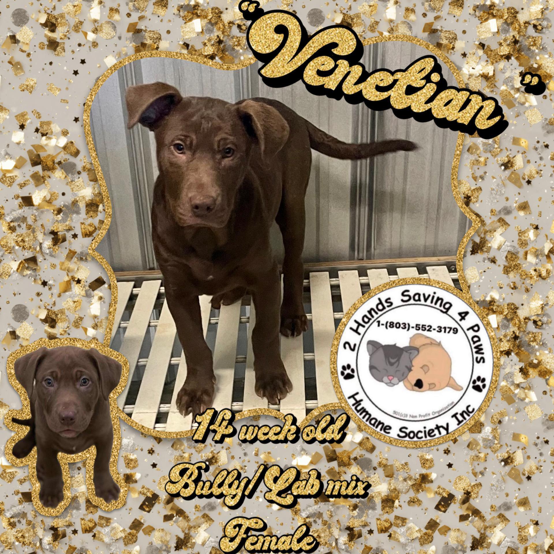 Venetian, ADOPTABLE, Puppy Female American Bully & Labrador Retriever.