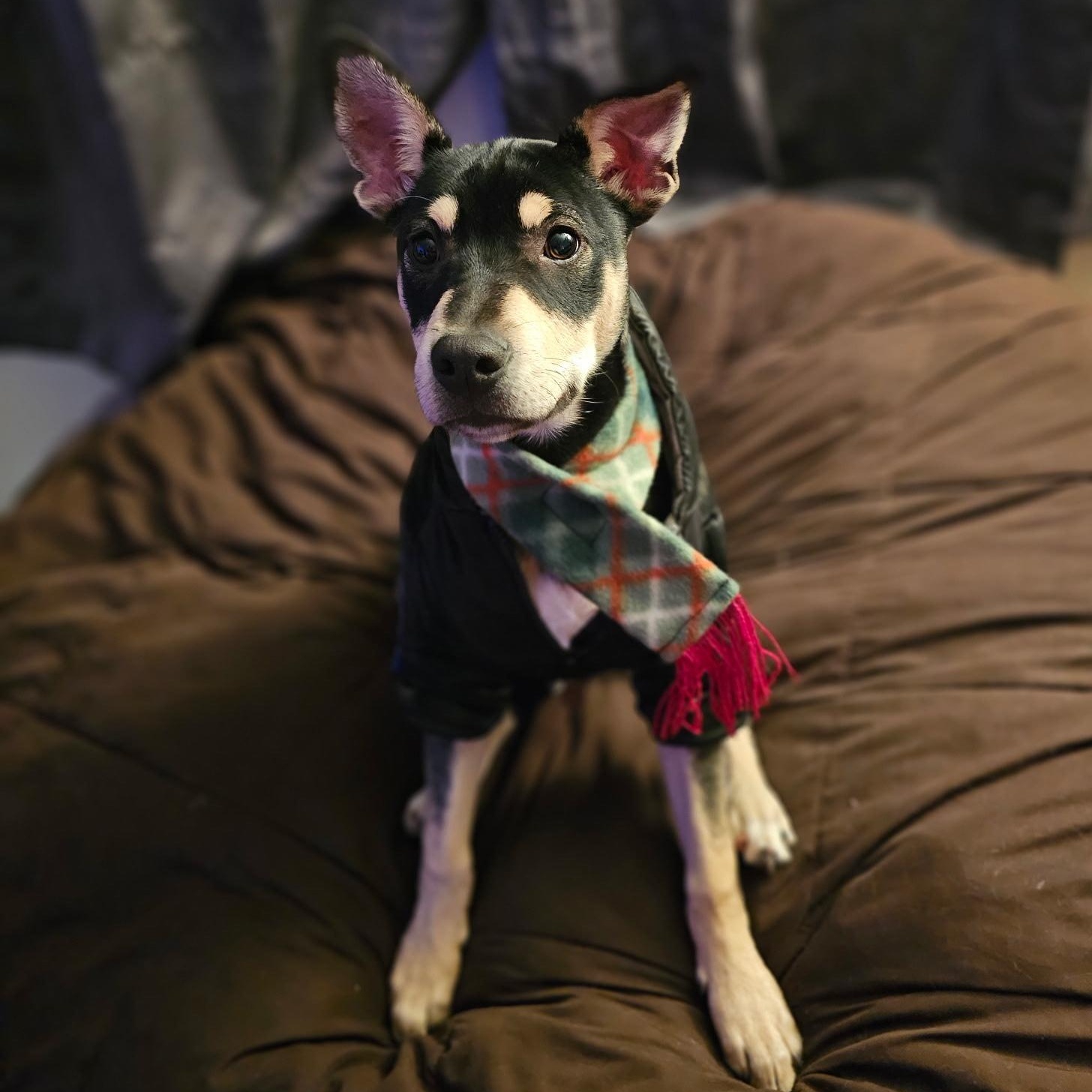 Enlarge Timmy, a ADOPTABLE Mixed Breed in Ione, CA image 1/1