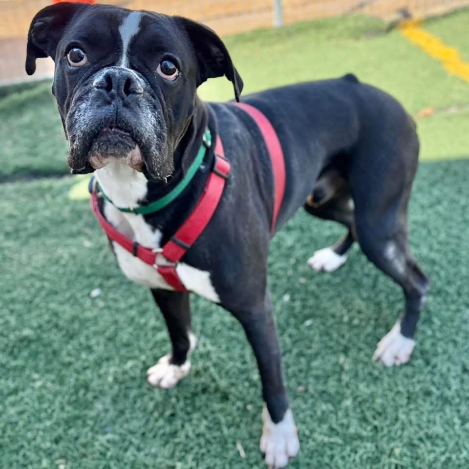 Enlarge Thor, a Adoptable Boxer in Whitehall, PA image 1/1