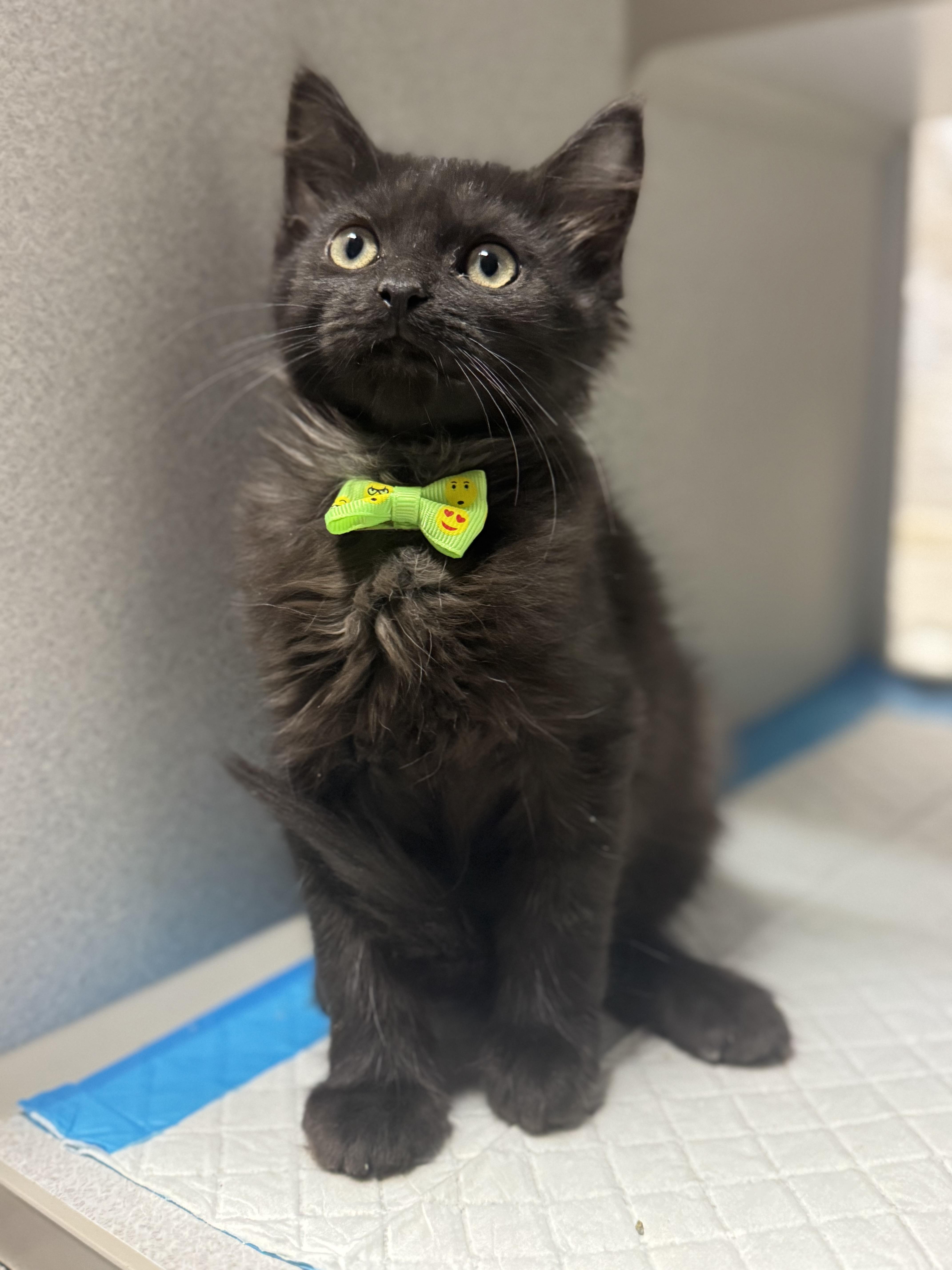 Poe , adopted, Kitten Male Domestic Long Hair.