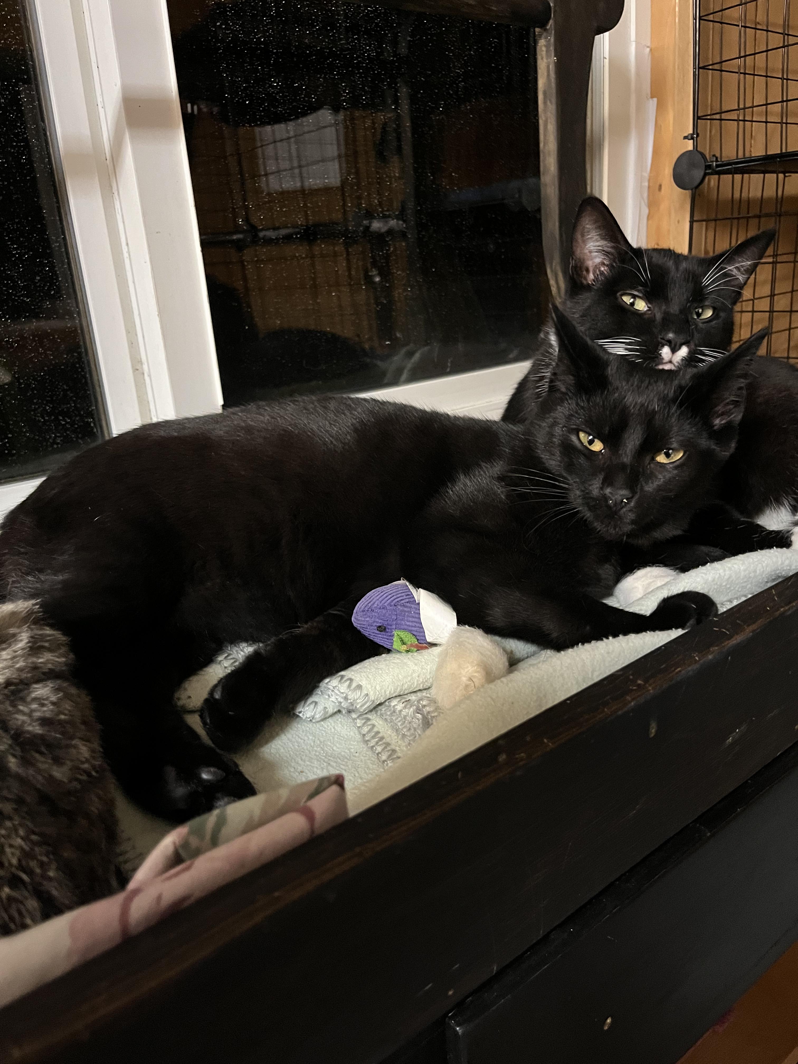 Enlarge Midnight, an adopted Domestic Short Hair in Eugene, OR image 2/3