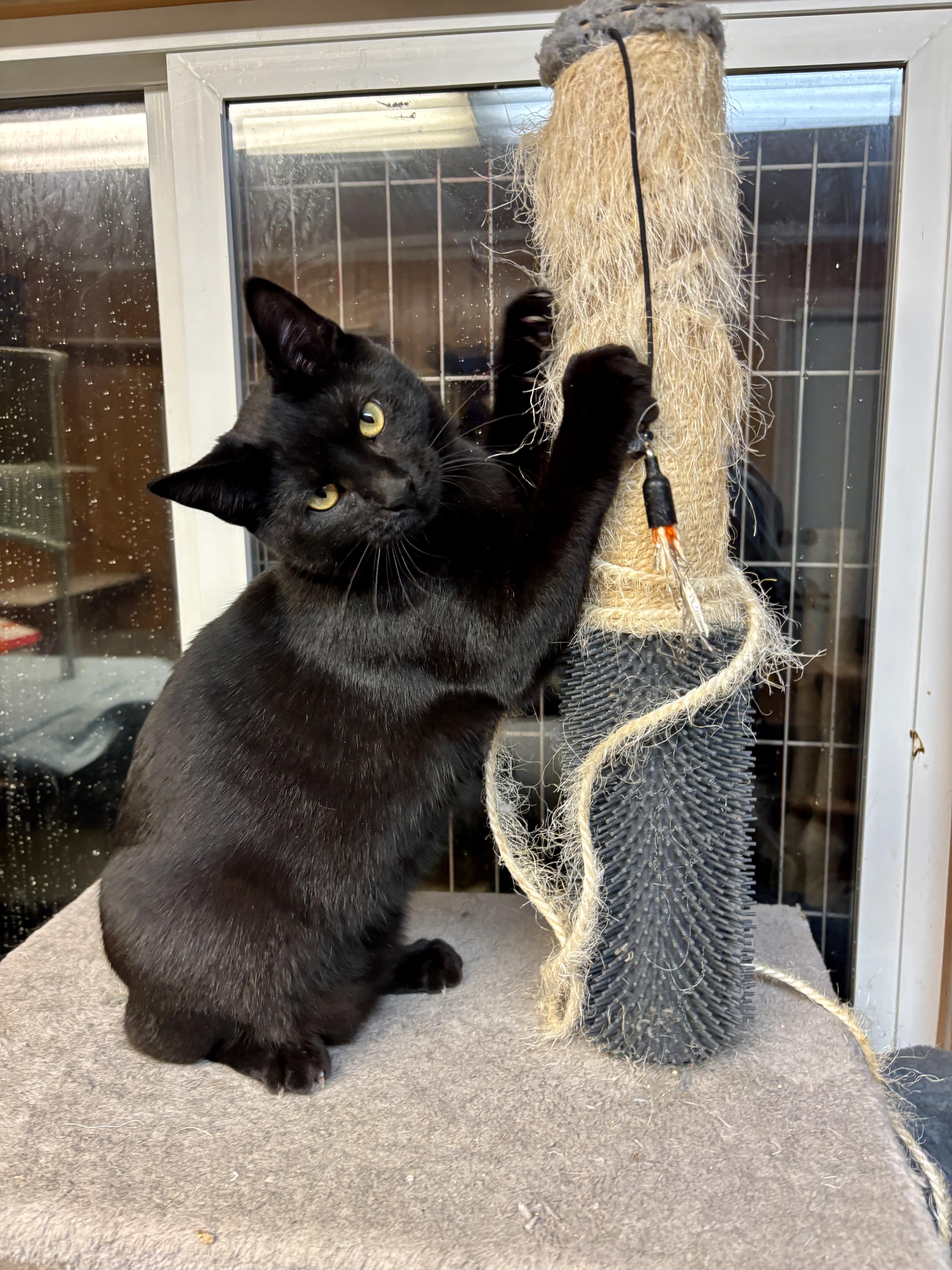 Midnight, adopted, Young Male Domestic Short Hair.