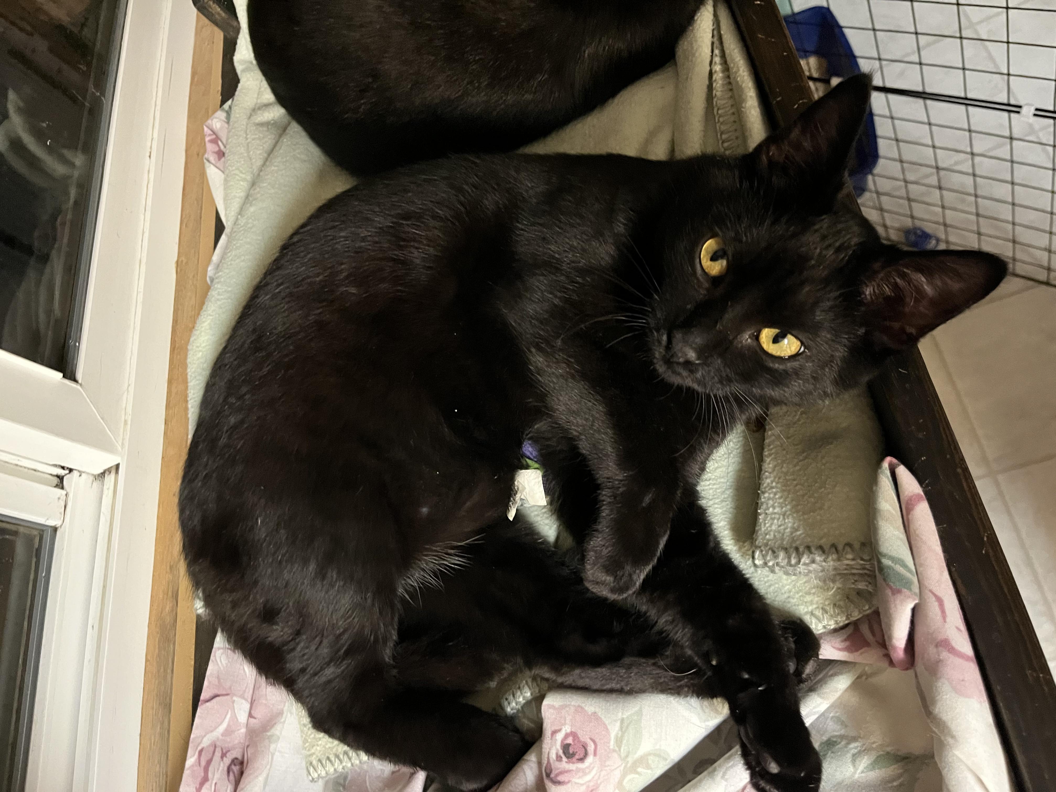 Enlarge Midnight, an adopted Domestic Short Hair in Eugene, OR image 3/3