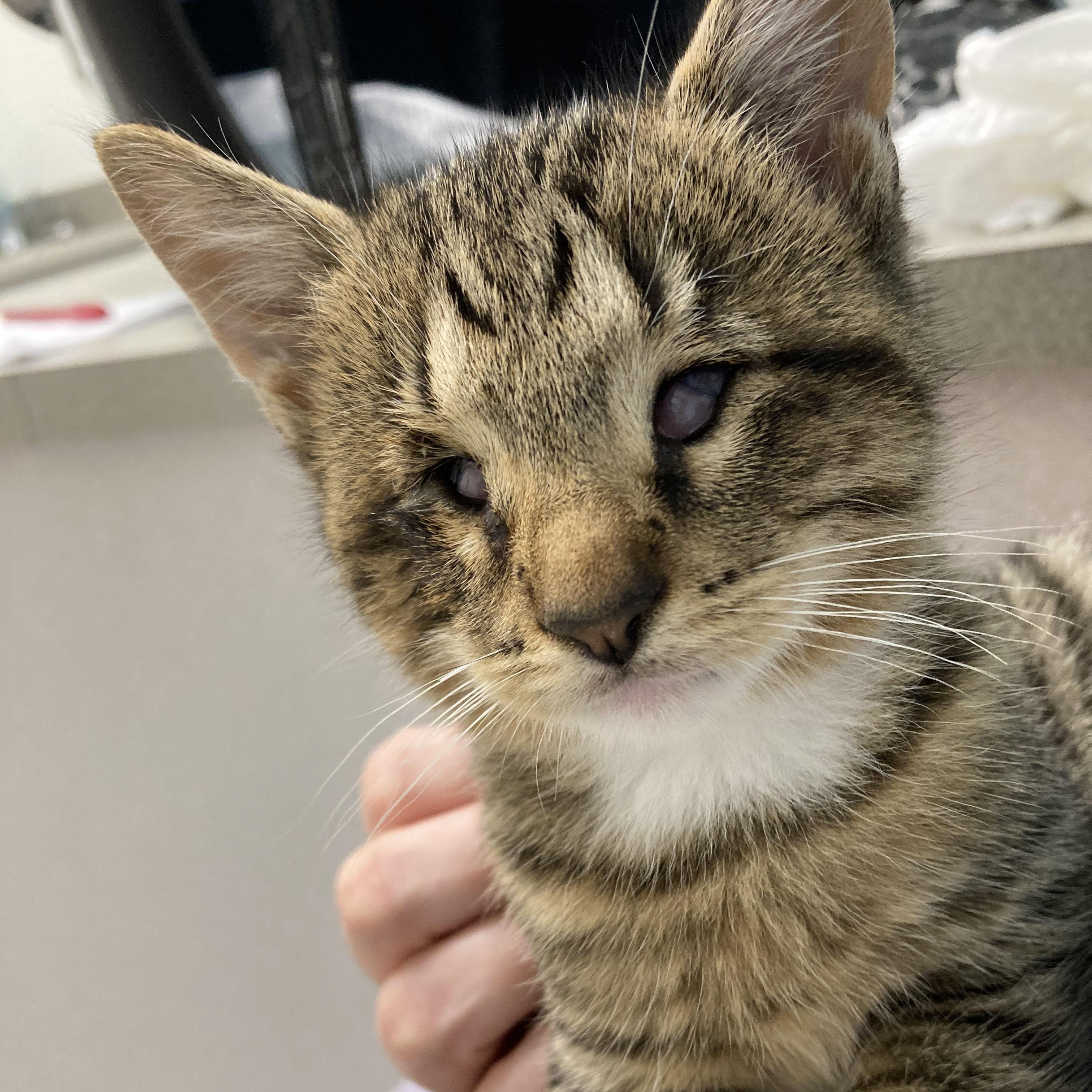 Nala, Adoptable, Kitten Male Tabby & Domestic Short Hair.