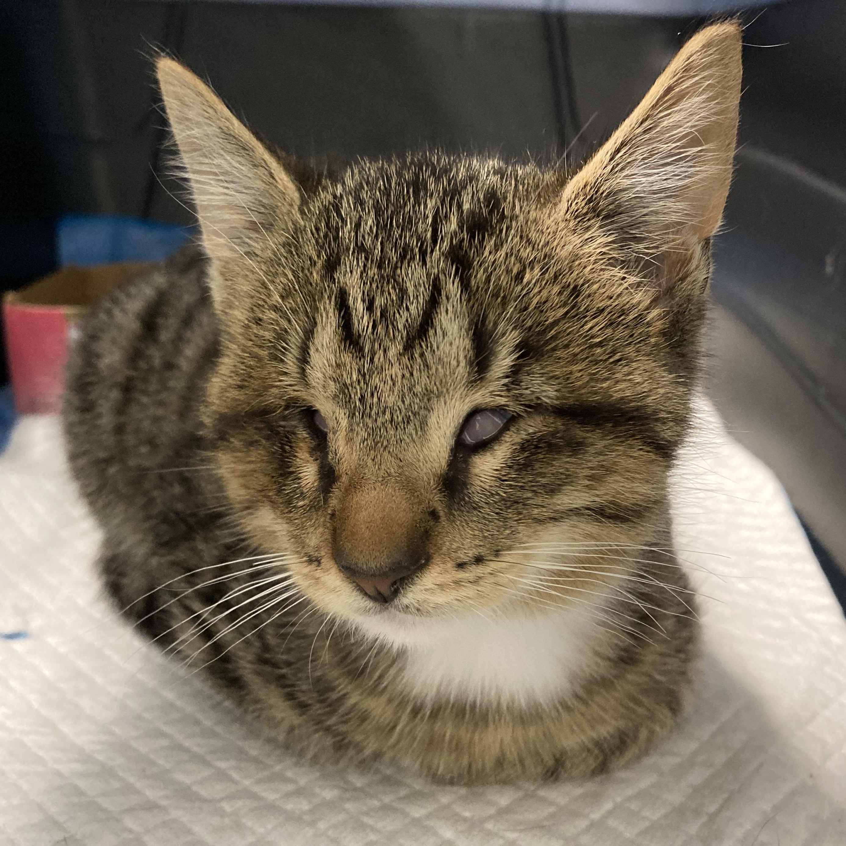 Nala, a Adoptable mixed breed in Mauldin, SC image 3/4