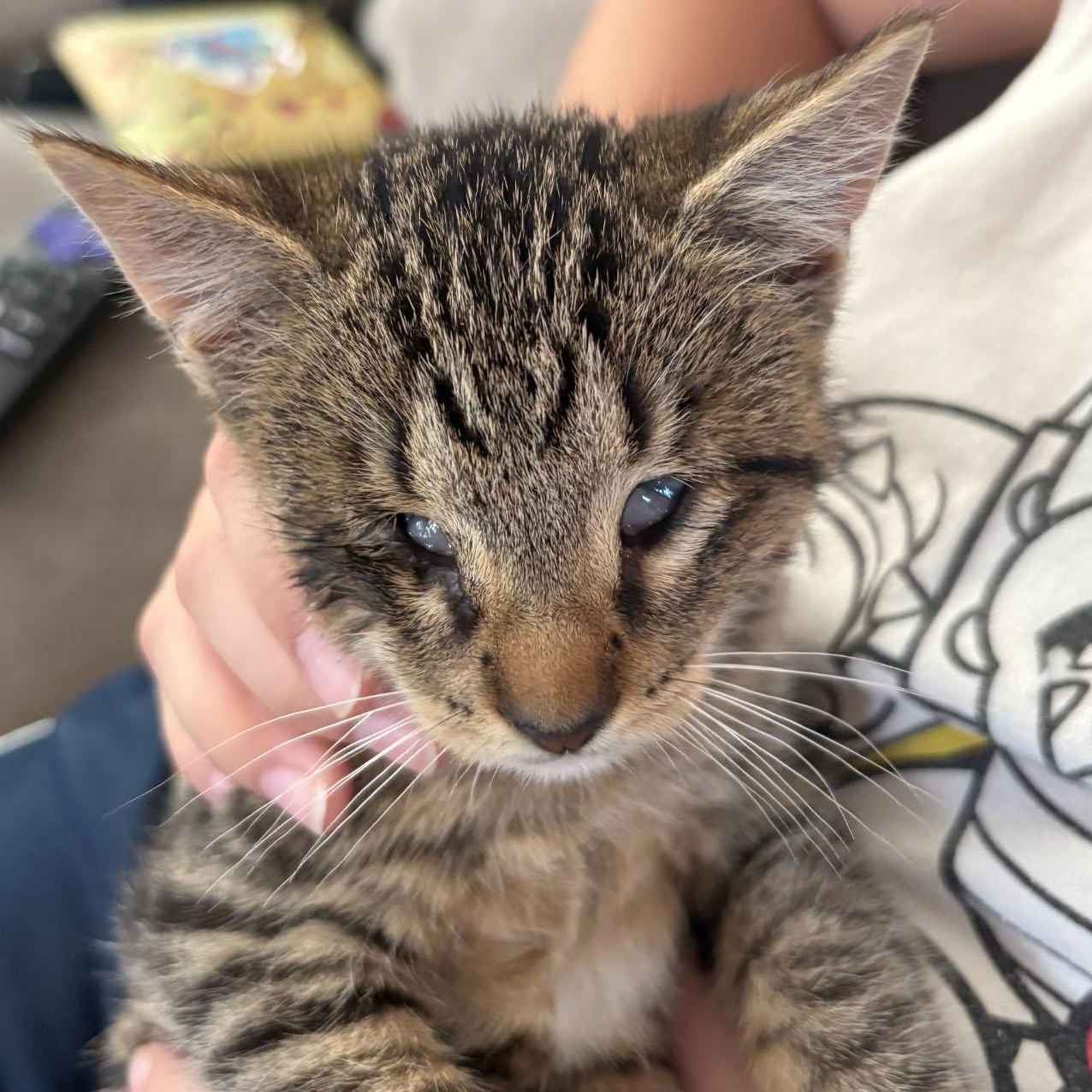 Nala, a Adoptable mixed breed in Mauldin, SC image 4/4