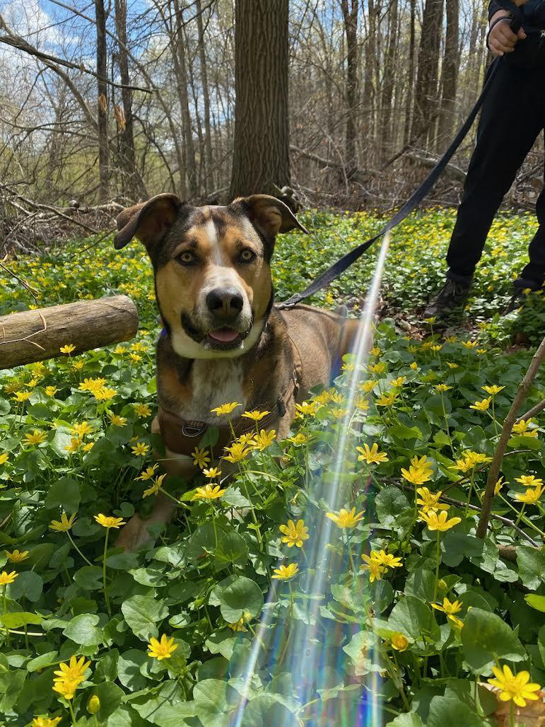 Enlarge Kira, a ADOPTABLE mixed breed in Chalfont, PA image 1/1