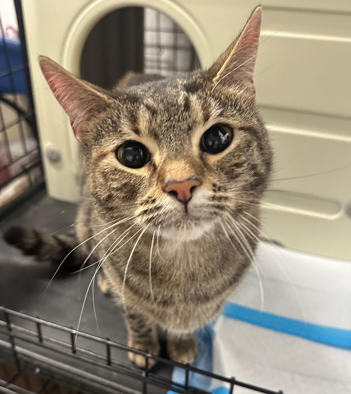 Wall E, Adult Female Domestic Short Hair