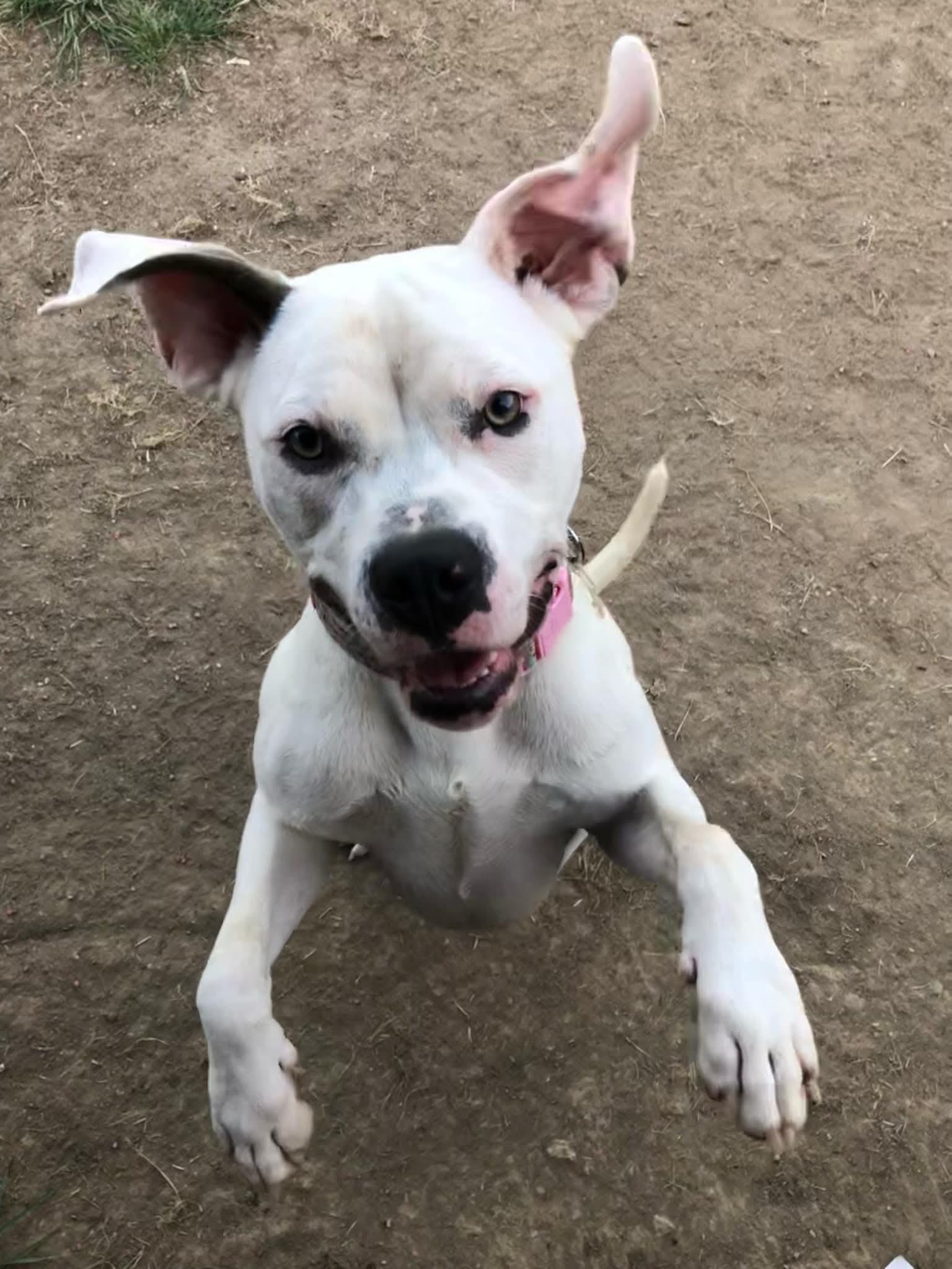 Blanca (Foster needed)