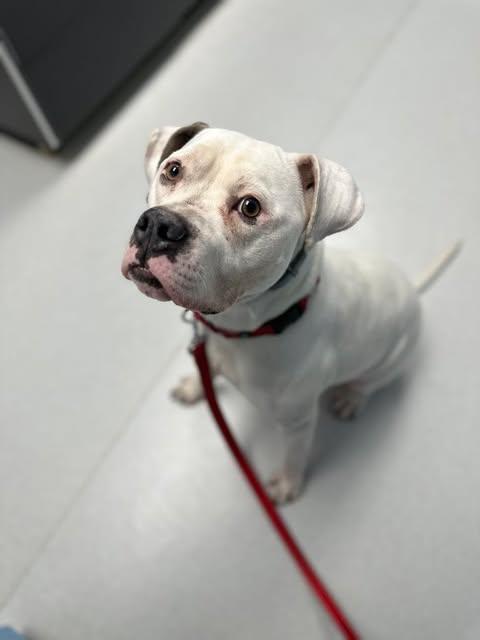 Blanca (Foster needed)