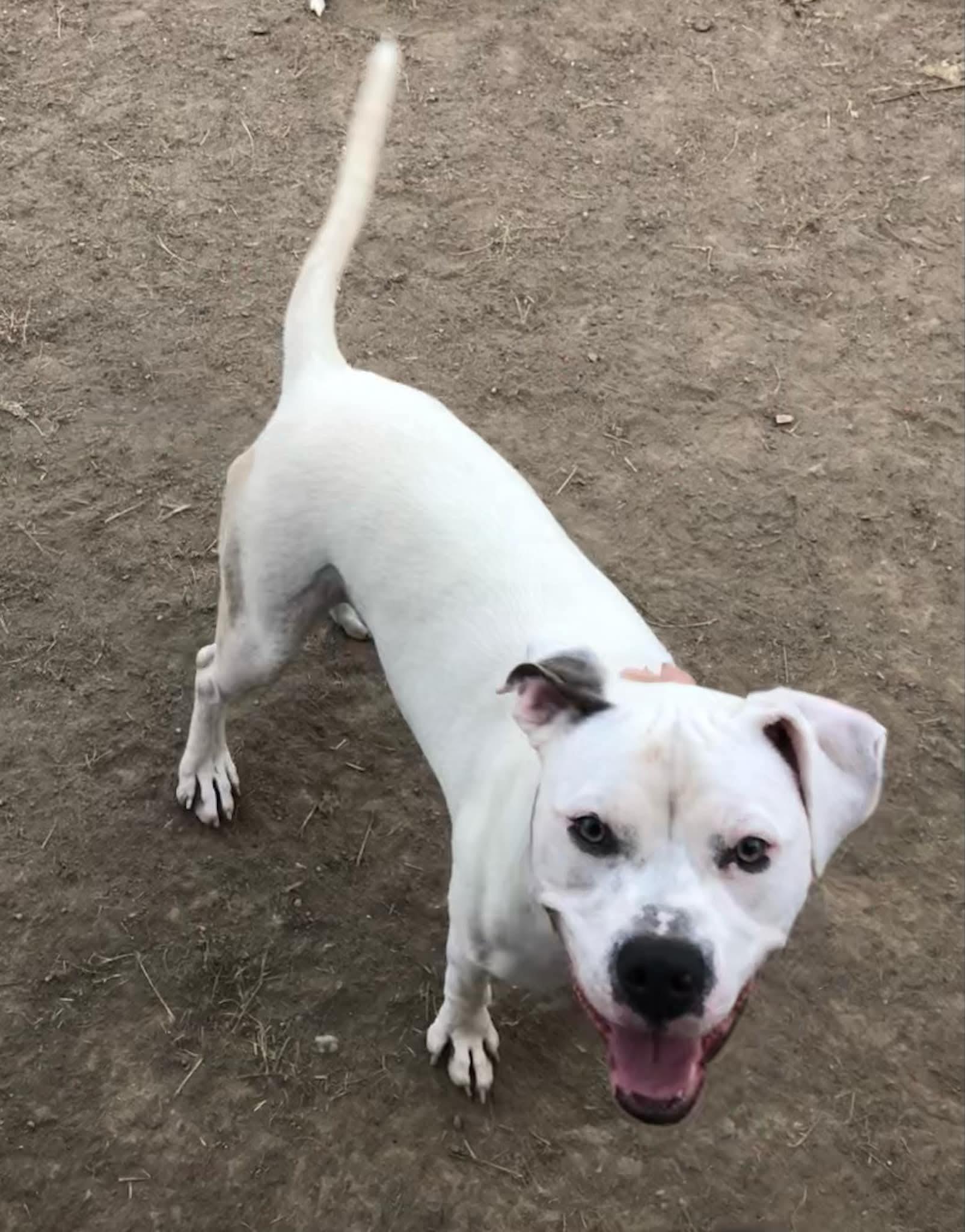 Blanca (Foster needed)