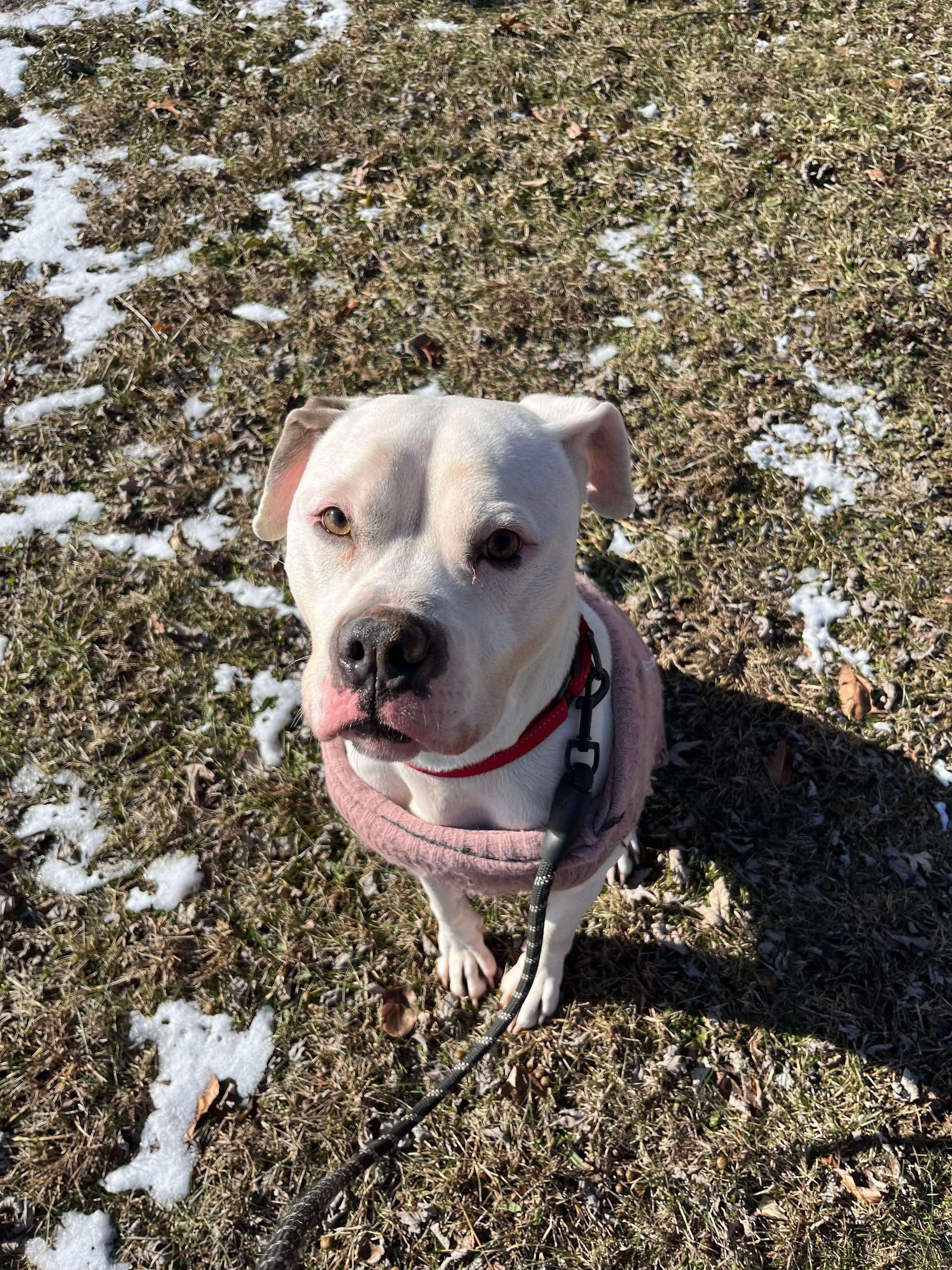Blanca (Foster needed)