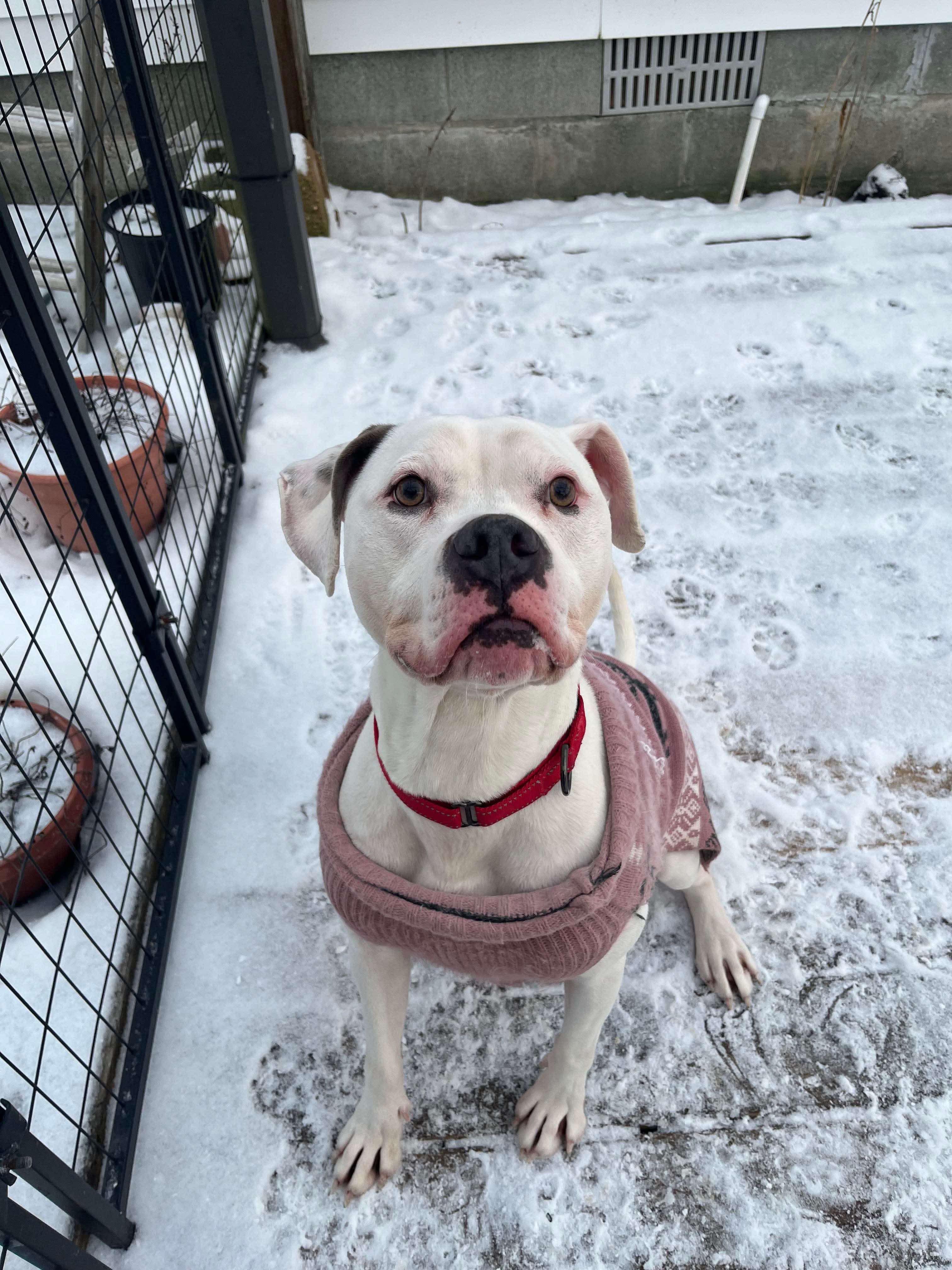 Blanca (Foster needed)