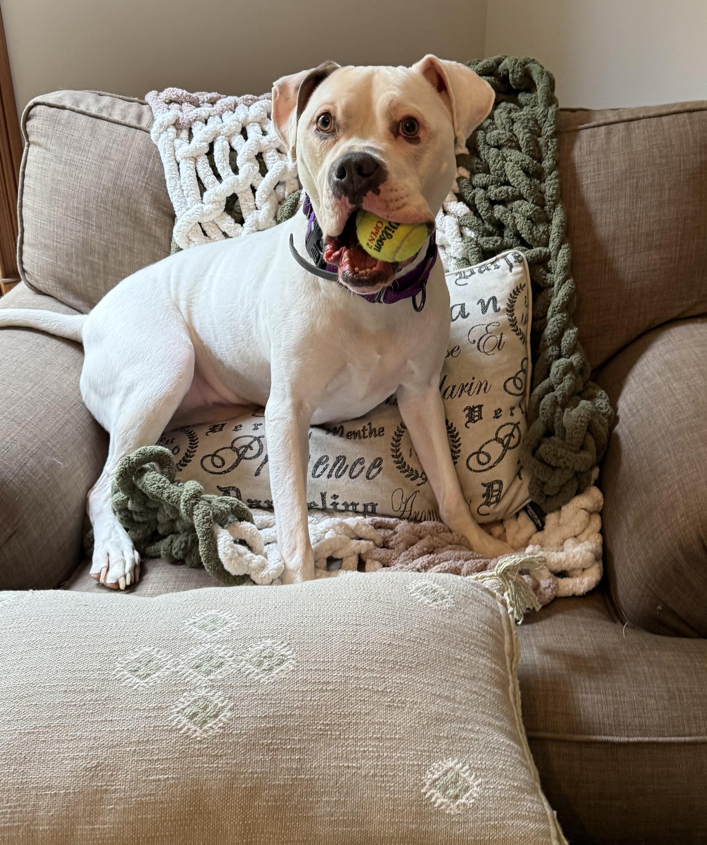 Blanca (Foster needed)