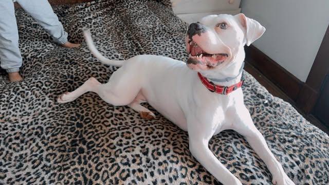 Blanca (Foster needed)