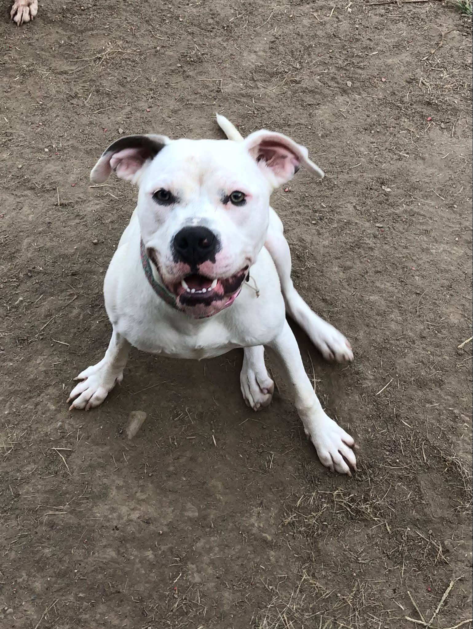 Blanca (Foster needed)