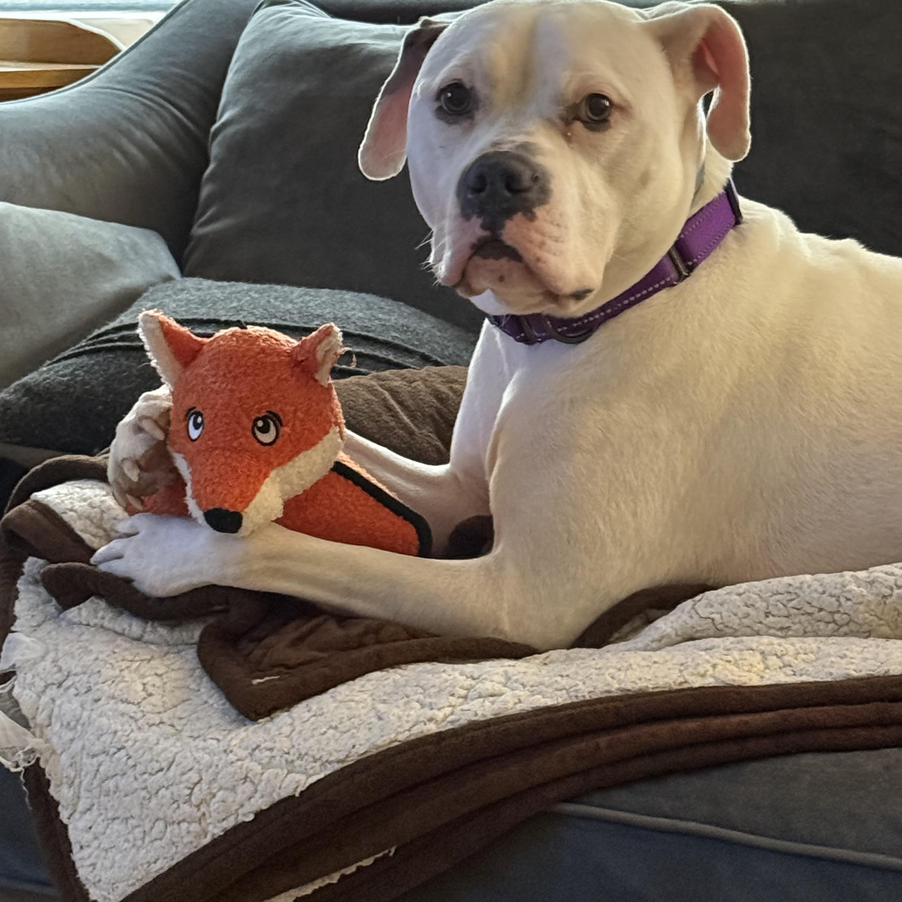 Blanca (Foster needed)