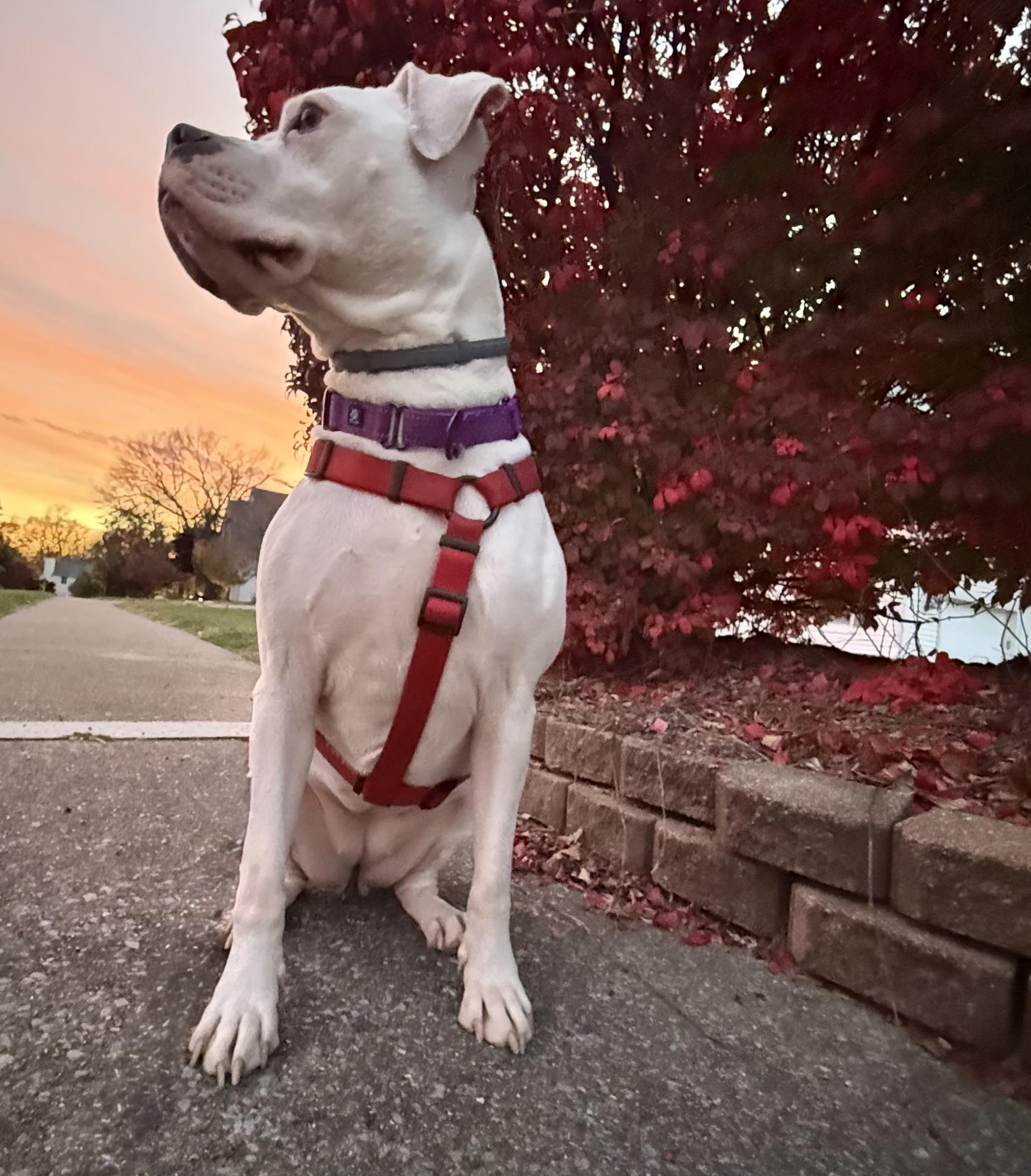 Blanca (Foster needed)