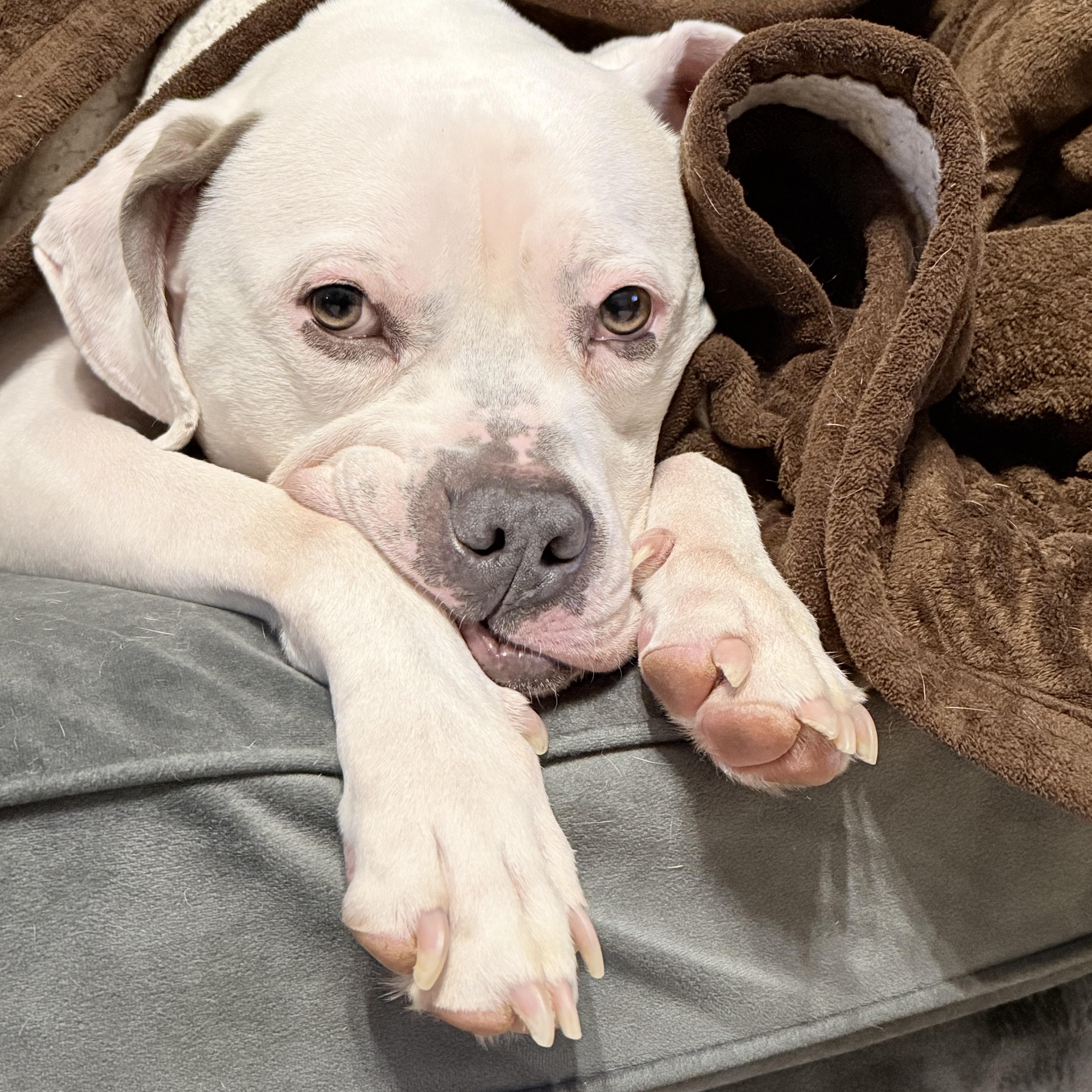 Blanca (Foster needed)