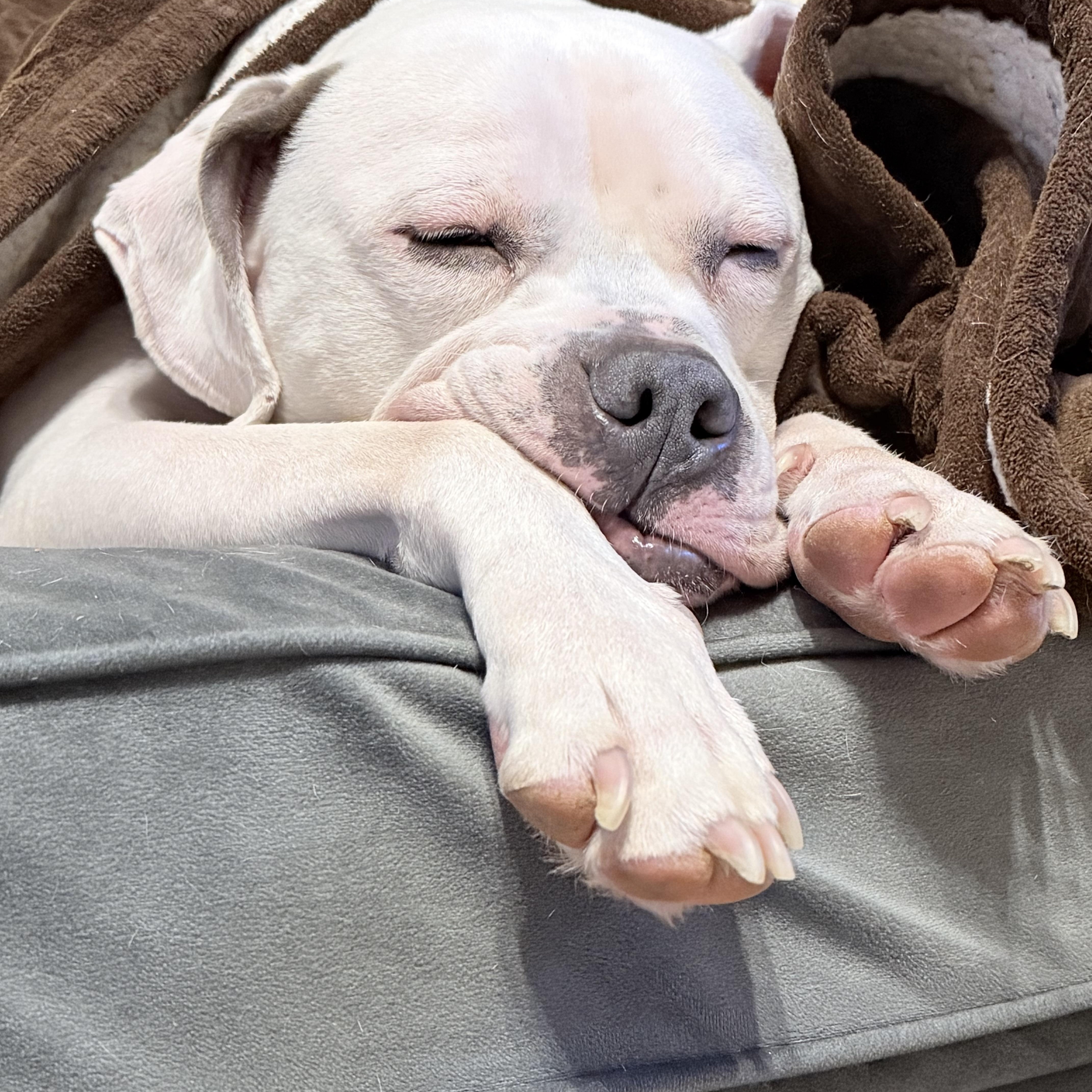 Blanca (Foster needed)