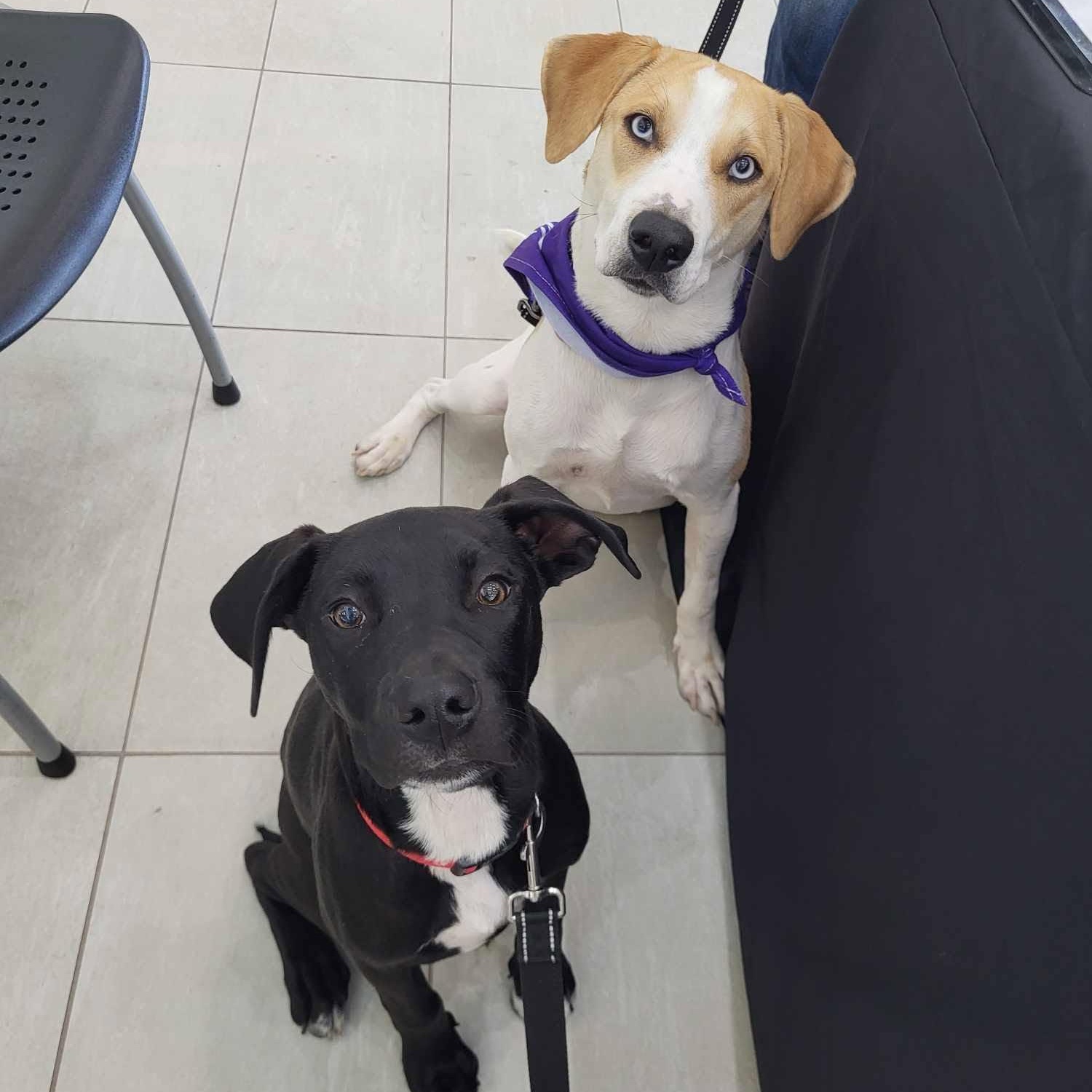 Enlarge Skye, a Adopted Mixed Breed in Schenectady, NY image 6/6