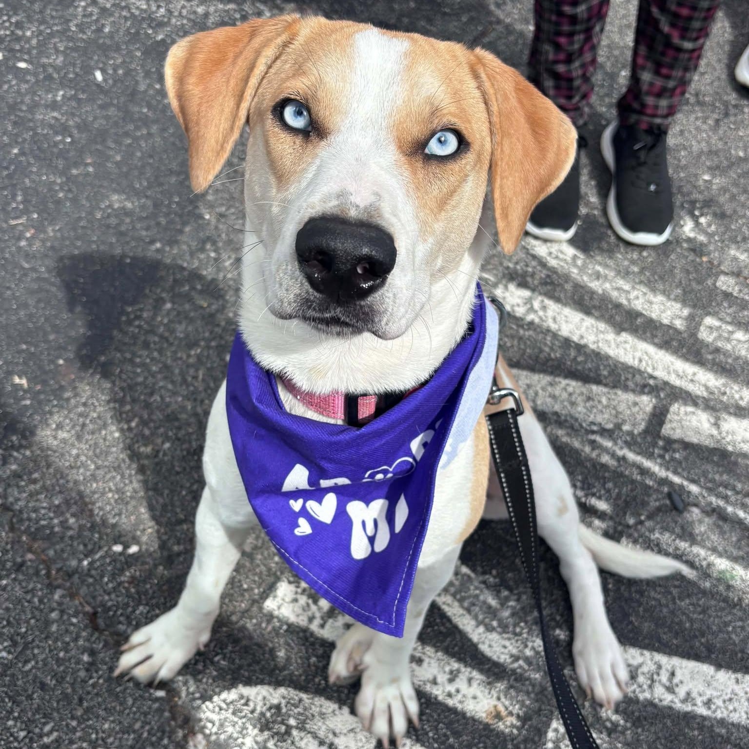 Enlarge Skye, a Adopted Mixed Breed in Schenectady, NY image 1/6